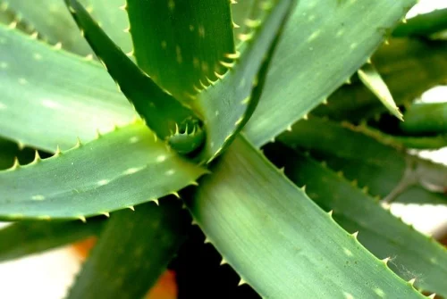 Aloe Vera Leaf Juice 1000 мл на топ цена от Nature's Way поддържа хидратацията на тялото. 