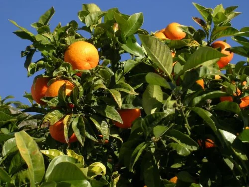 Bitter orange подобрява храносмилането, има добро стимулиращо и тонизиращо действие.