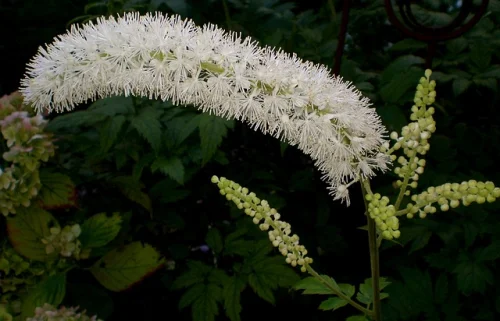 Black Cohosh Root 540 мг 100 веган капсули на топ цена от Nature's Way облекчава симптомите на менопауза.