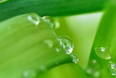ХЛОРОФРЕШ Хлорофилови капки от Nature`s Way подобрява транспортирането на кислород към клетките и тъканите на тялото, а приемът му намалява риска от развитие на някои видове рак и забавя възпалителните процеси в организма.