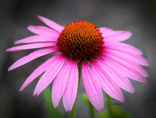 Echinacea Root Complex от Nature`s Way притежава противовирусно и противораково действие
