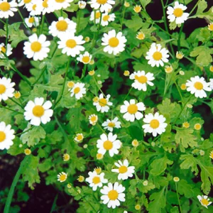 Feverfew от Nature`s Way помага за детоксикация и премахва менструалното неразположение
