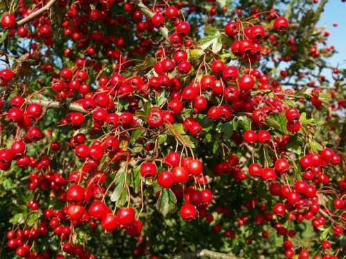 HeartCare™ Standardized Hawthorn на топ цена съдържа екстракт от глог, който подпомага сърдечно-съдовата система