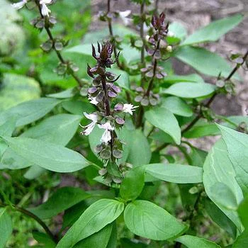 Holy Basil от Nature`s Way нормализира нивото на захар в кръвта и подобрява сърдечното здраве.