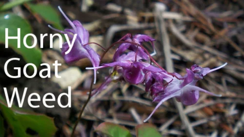 Horny Goat Weed на топ цена е силен афродизиак, нормализира кръвообращението