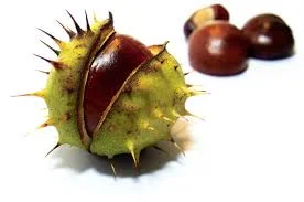 Horse chestnu се използва против бронхит, кашлица, за задравяване на рани. 