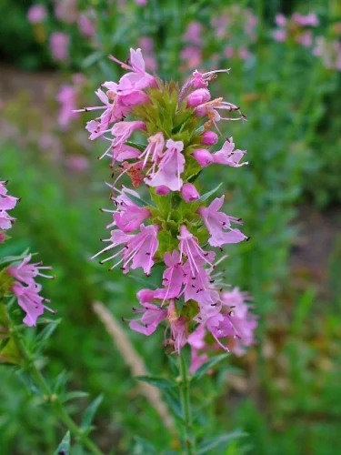 Hyssop капсули от Nature`s Way на изгодна цена поддържа тонуса и продава енергия на тялото.