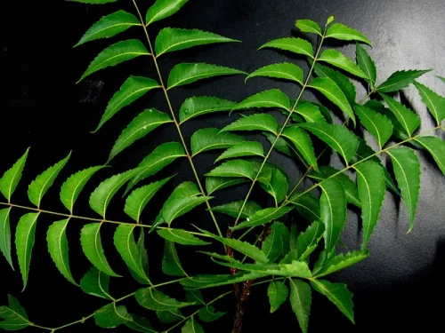 Нийм (Neem) на топ цена предпазва от развитие на гастрит и язви.