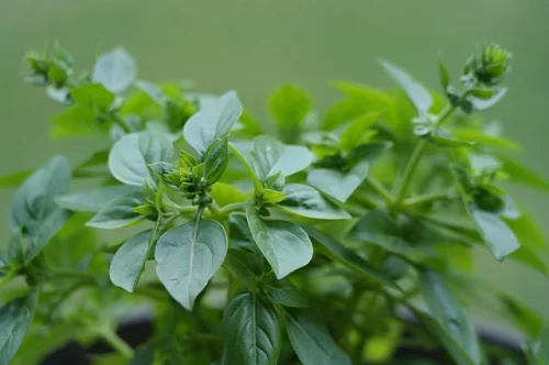 Oregano Oil 60 веган капсули на топ цена от Nature's Way поддържа здрава имунната система. 