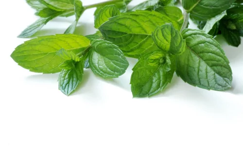 Peppermint leaves се използва при сърдечни болки, като също така оказват леко местно-анестезиращо действие. 