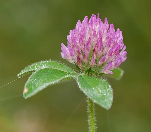 Red Clover от Nature`s Way на супер цена прочиства кръвта, понижава нивото на холестерол и помага при главоболие и безсъние.