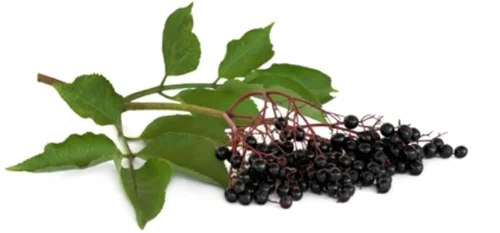 Sambucus 25 мг 60 желирани таблетки от Nature`s Way на отлична цена съдържа екстракт от уникални култивирани сортове на черен бъз