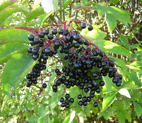 Sambucus Original Сироп 120/240 мл от Nature`s Way със супер цена е произведен от черен бъз, който има мощни лечебни свойства