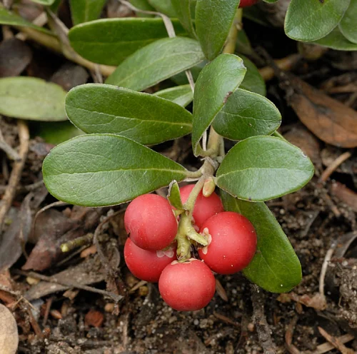  Ние от biomall.bg предлагаме най-добрата цена за Мечо Грозде - Uva Ursi капсули от Nature's Way.