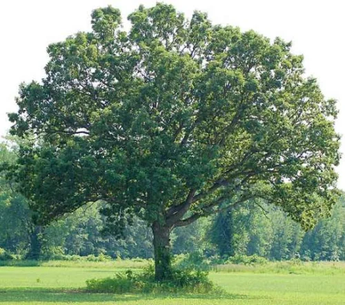 White Oak на капсули има изключително мощно противовъзпалително и укрепващо действие. 
