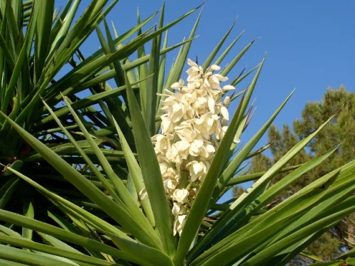 Yucca е дървовидно вечнозелено растение, подсилва имунната система.