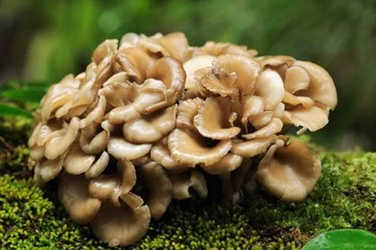 Beta 1,3/1,6-D Glucan (Бета-Глюкан) е силно биоактивен въглехидрат, извлечен от клетъчната стена на Saccharomyces cerevisiae