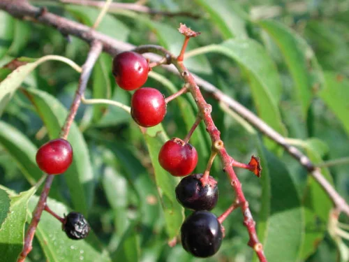 Black Cherry Extract от Now Foods подобрява бъбречната и чернодробната дейност и помага при малокръвие.