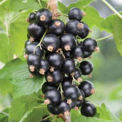 Black Currant Oil от Now Foods укрепва имунната система и подобрява метаболизма.