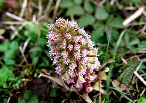 Butterbur от Now Foods помага при язва, гастрит, има диуретично свойство и се използва при заболявания на черния дроб