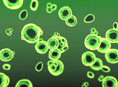 Chlorella Powder от Now Foods има антиоксидантни свойства и способства за регенерация на тъканите.