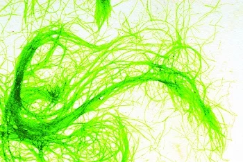 Chlorella от Now Foods повишава имунната защита на организма и помага при сърдечни заболявания