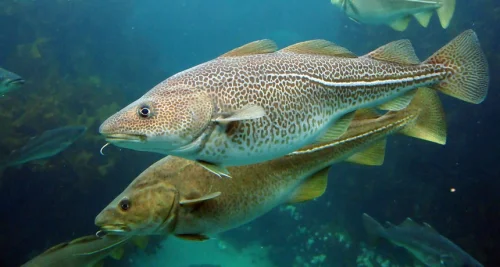 Cod Liver Oil от Now Foods помага при респираторни заболявания и действа против депресия.