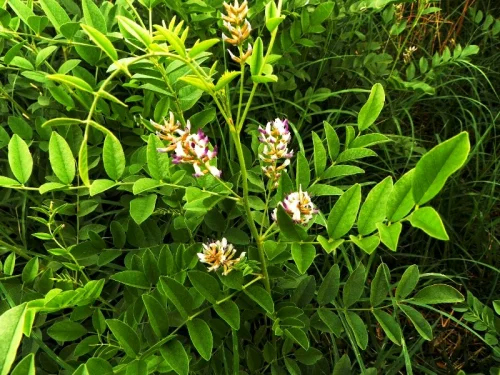 Licorice Root от Now Foods има антиоксидантни свойства, помага при ревматизъм, стрес и депресия.