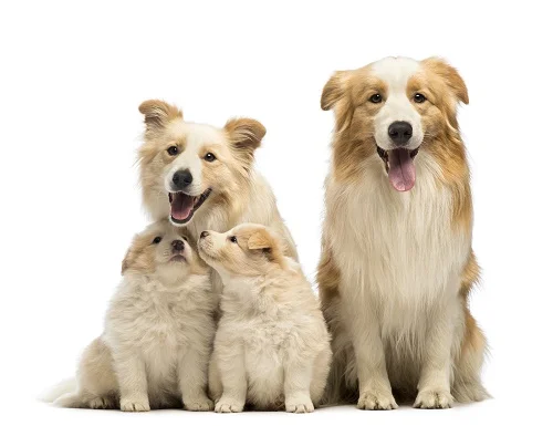 PET GI Support (Probiotic) на изгодна цена повишава показателите на репродуктивните способности на големите животни и повишава здравния статус на малките