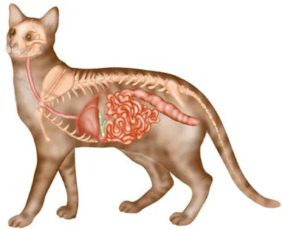 PET GI Support (Probiotic) от Now Foods подпомага чревната микрофлора на домашните любимци и има противоалергични свойства
