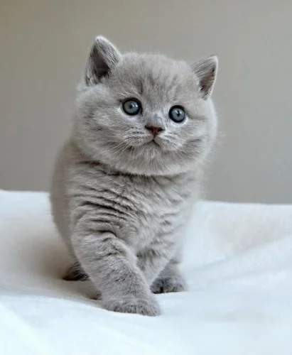 PET L-Lysine Powder (cats) на страхотна цена подпомага растежа на малките котета и заздравява техните нокти и козина