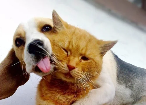 PET Omega 3 (cats & dogs) от Now Foods укрепва имунитета и подпомага метаболизма на мазнини при кучетата и котките