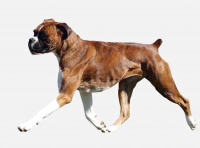 PET Weight Management от Now Foods подпомага натрупването на мускулна маса на кучето и топи мазнините