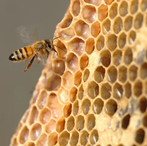 Пчелното млечице (Royal Jelly) е храната, с която пчелите хранят своята царица-майка.
