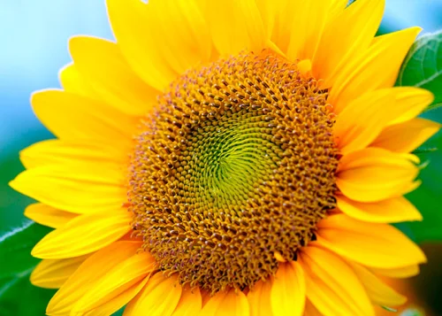 Sunflower Lecithin на дражета подпомага черния дроб и жлъчката, понижава холестерола и се грижи за вашето здраве
