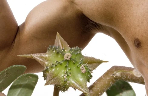 Tribulus Terestris на топ цена действа като афродизиак, повишава тестостерона и поддържа мускулната маса
