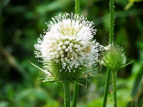 Бял Трън (Milk Thistle) на топ цена понижава нивата на холестерола.