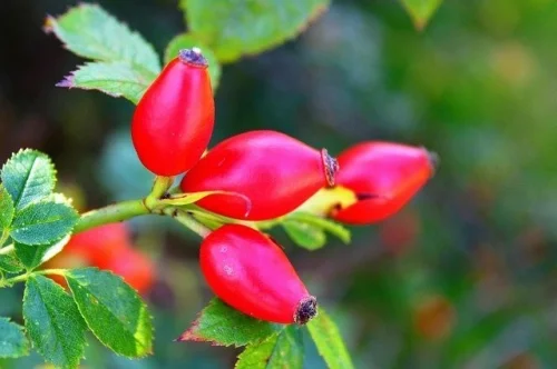 Natural Vitamin C from Rose Hips Powder 300 гр на топ цена от OstroVit помага при настинки и грип. 
