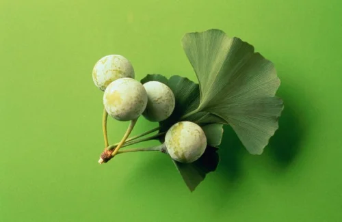Капките от Гинко Билоба на марката Physalis са на топ цена и допринасят за по-доброто кръвообращение в мозъка и по този начин поддържат паметта.