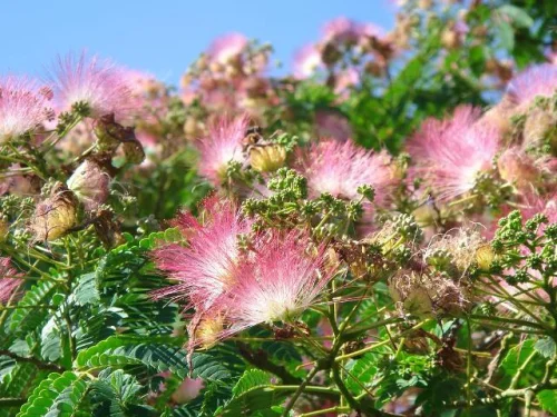 Albizia Calm е хранителна добавка, която намалява холестерола в кръвта и има антигъбично свойство.