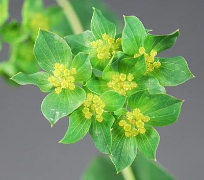 Bupleurum Calmative Compound на добра цена е хранителна добавка, която прочиства черния дроб и жлъчката.