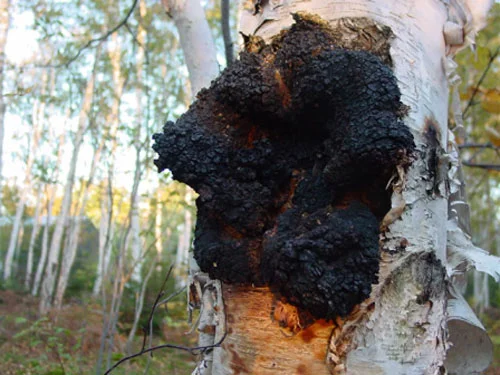 100% натурален продукт Чага Течен екстракт на супер цена от Planetary Herbals