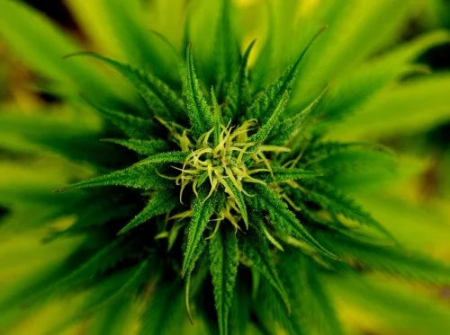 CBD E-Liquid 30 мг 10 мл от Provacan е произведена от 100% сурови, естествени съставки без добавки или консерванти. 
