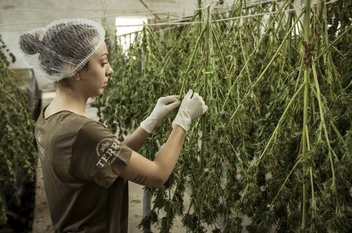 CBD Oil 2400 мг може да помогне при чувствителна, раздразнена кожа, както и при псориазис, екзема и дерматит.