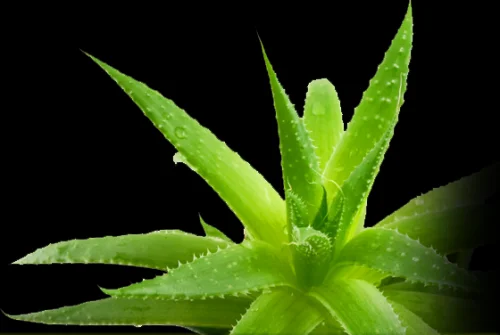 Aloe Vera Liquid от Prozis Foods предпазва от сърдечно-съдови заболявания и намалява холестерола