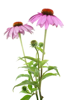 Echinacea от Prozis Foods заздравява имунната система и предпазва от алергии