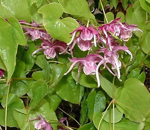 Horny Goat Weed от Prozis Foods помага при мъжка импотентност и действа благоприятно при безплодие при жените
