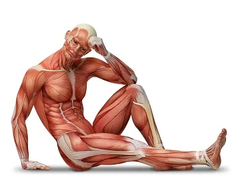 L-Arginine на страхотна цена поддържа здрави мускулните клетки и увеличава синтеза на хормона на растежа