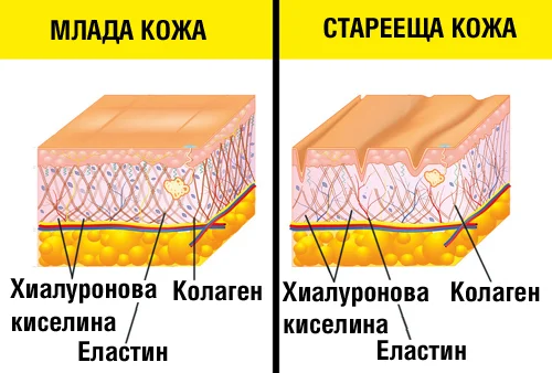 Капсулите Collagen Type 1 Peptides от Regime London на супер цена забавя процесите на стареене на кожата