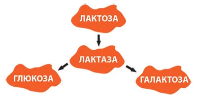 Лактаза на невероятна цена помага за разграждането на млечната захар лактоза до галактоза и глюкоза